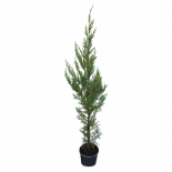 Купресокипарис Leylandii 80-100см 3 л