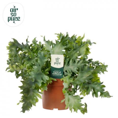 Флебодиум Davana ф12 см H35 см - Зеленолистни