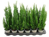 Лъжекипарис Lawsoniana Little Spire ф9 см H20 см