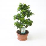 Фикус Ginseng Ф22см. H60-65см