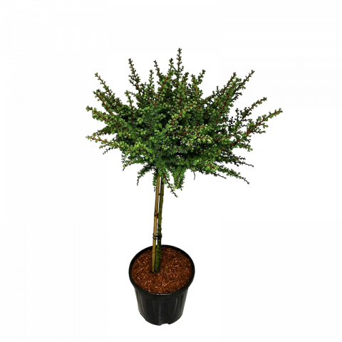 Ларикс Kaempferi Grey Pearl 13 л - Листопадни храсти и дървета
