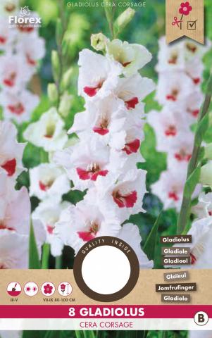 Луковици Pure Гладиола Cera Corsage 8бр. - Гладиоли