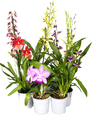 Микс от орхидеи,Ф:17см - Орхидеи