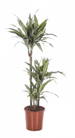 Драцена Deremensis ф21, Н120- 125см - Големи растения