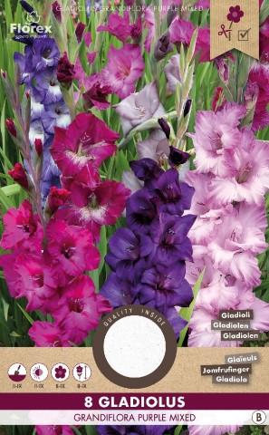 Луковици PURE Гладиола Грандифлора Purple mix 8бр - Гладиоли