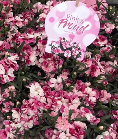 Карамфил Pink and proud  ф10.5 см - Пролетни балконски цветя