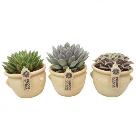 Ехеверия La Vica ф13 см Н20 см - Кактуси и сукуленти