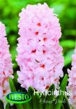 Лукувици зюмбюл CHINA PINK 14/15, 2бр.