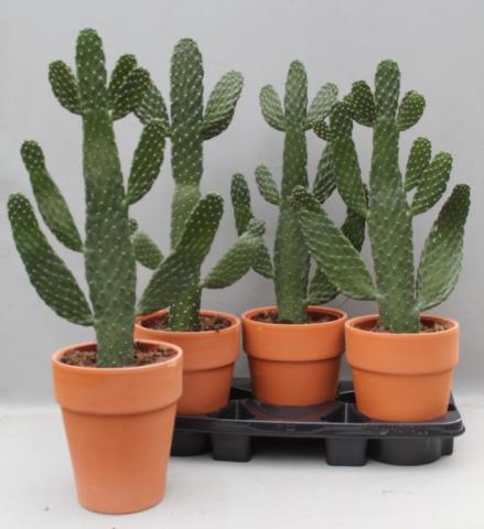 Кактус Opuntia Consolea ф18 см H65 см - Зеленолистни