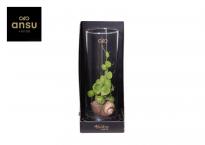 Дисхидия ф13 см H31 см, аранжировка