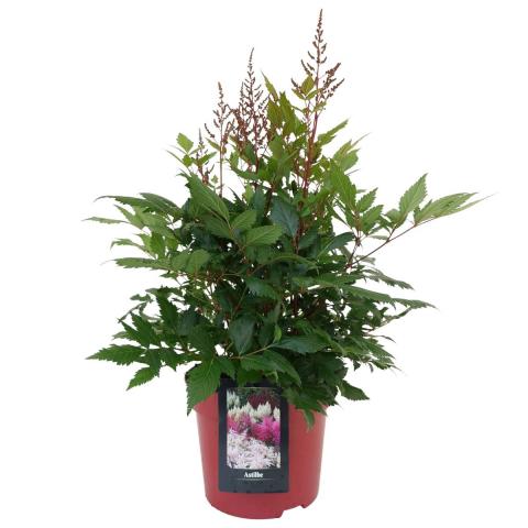 Астилбе Ф23cm H60 cm, снимка 3 - Цъфтящи