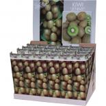 Киви Jenny корен в кутия ф9 см