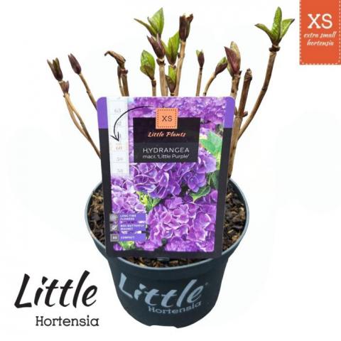 Хортензия macr.Little Purple ф17 см H30 см лилава - Пролетни балконски цветя