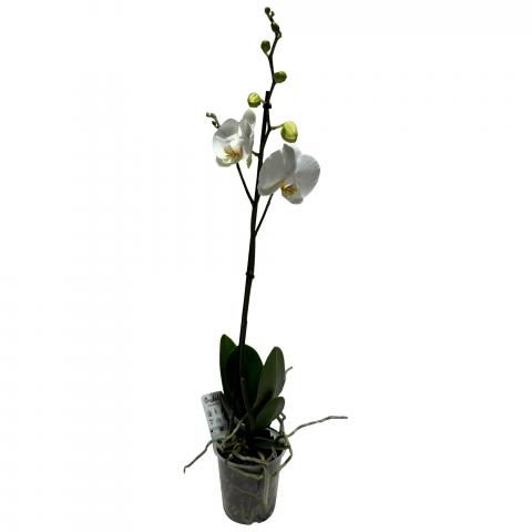 Орхидея Bonito ф12, Н50-70 см, снимка 3 - Външни растения