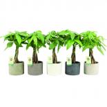 Пахира aquatica Classic Stone в керамична саксия ф14см, H50-55см