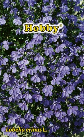 HOBBY семена лобелия - Семена за цветя