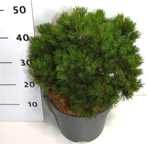 Смърч Mugo Heideperle конт.5 л - Иглолистни храсти и дървета