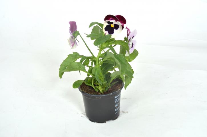 Теменужка ф9, (Виола), снимка 4 - Външни растения