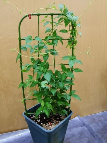 Опора за пълзящи растения тип стълбичка, снимка 2 - Принадлежности за връзване