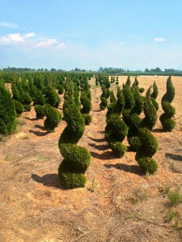 Туя Смарагд спирала 100/120 см - Иглолистни храсти и дървета