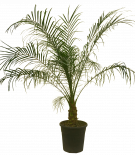 Финикова палма Рубелине Ф21см