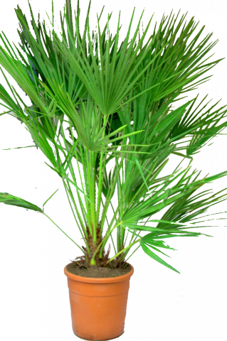 Палма Хамеропс хумилис Ф28, Н:110-120 см - Средиземноморски растения