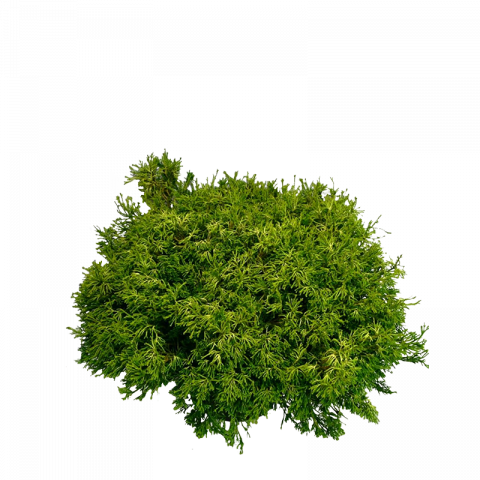 Лъжекипарис Gitte 25 л H80-90 см - Иглолистни храсти и дървета