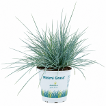Трева Glauca compacta Blue ф10.5 см H25 см