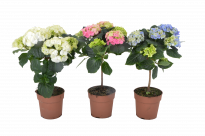 Хидрангеа микс ф12/H:40-45см