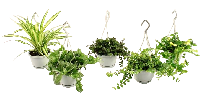 Зелени растения микс висящи ф12, Н25-35см - Зеленолистни