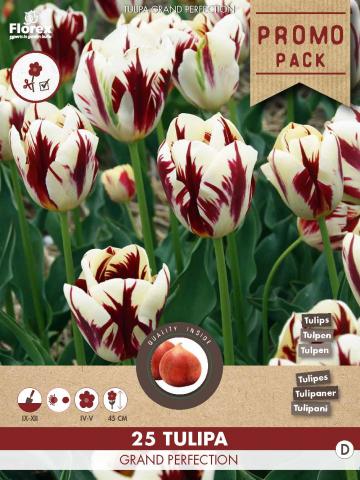 Луковици PP Лале Grand Perfection 25бр., 11/12 - Лалета