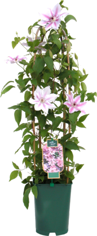 Клематис С4 - Листопадни храсти и дървета