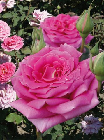 Хибрид Чаена роза 2л, микс - Външни растения