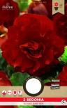 Луковици PURE Бегония Grandiflora тъмно червено