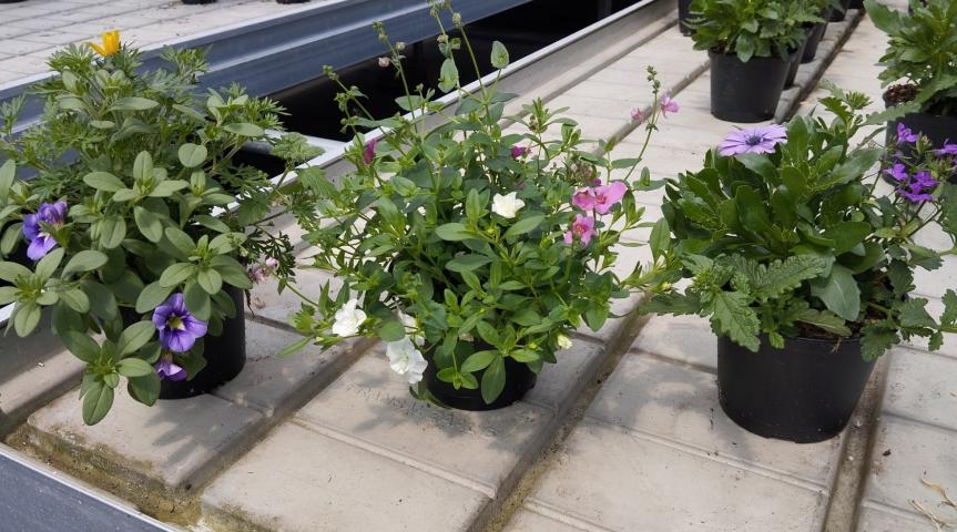 ТРИКСИ , 1 л - Пролетни балконски цветя