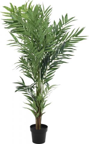 Зелено растение в саксия голямо, 150см, снимка 2 - Цветя в саксия
