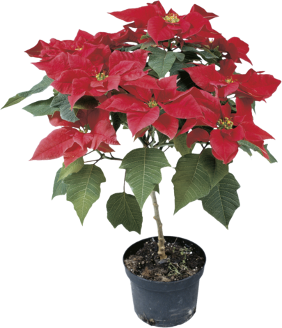 Коледна звезда Дърво Н:100см - Цъфтящи