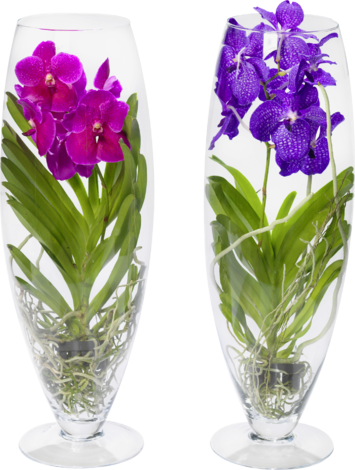 Ванда в стъклена чаша ф13, Н65 см - Орхидеи