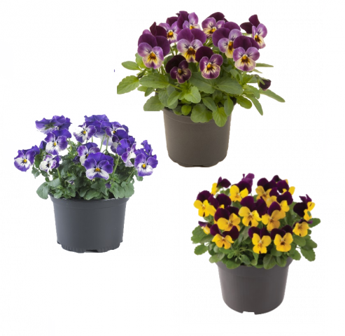 Теменужка мини ф9см - Пролетни балконски цветя