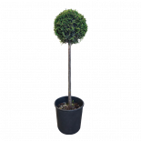 Лейланди 1 ball 15 л