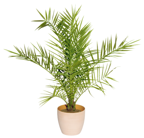 Финикова палма 14 см - Средиземноморски растения
