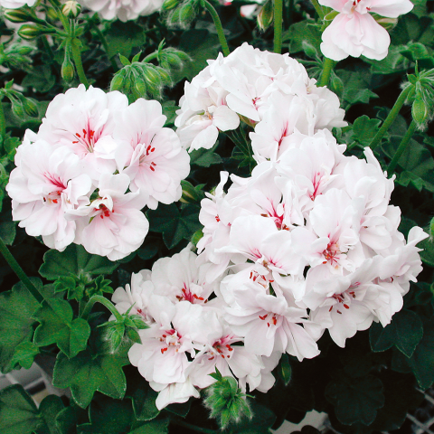 pelargonium_p_blanche_roche_9 - Пролетни балконски цветя
