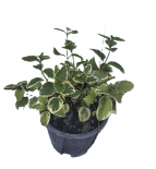 Винка minor and variegata 3 л