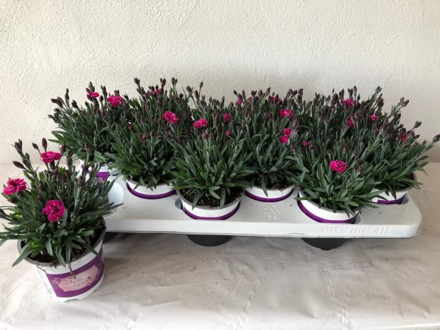 Карамфил Purple Wedding ф10.5 см, снимка 2 - Пролетни балконски цветя