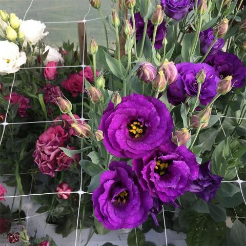 Мрежа за увивни растения Rossima 8 г/м2 1,7 x 10 м, снимка 2 - Принадлежности за връзване