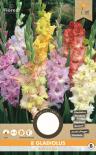 Луковици PURE Гладиола Ruffled mixed 8бр