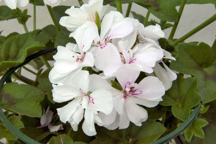Pelargonium_p_White - Пролетни балконски цветя