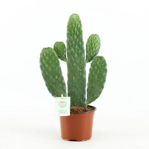 Кактус Opuntia Consolea ф12 см H35 см - Зеленолистни