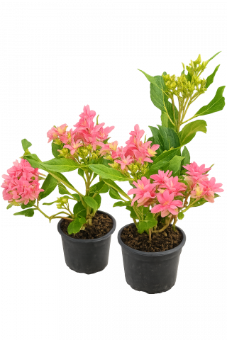 Хидрангеа  Macrophylla Princess Diana 2 л - Листопадни храсти и дървета