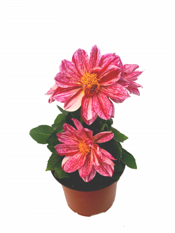 Далия ф10.5 см - Пролетни балконски цветя